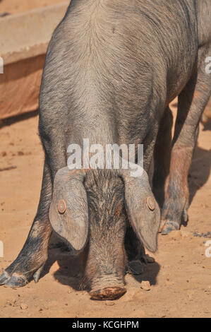 Iberico de Belota Schweine, Extremadura, Spanien Stockfoto