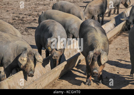 Iberico de Belota Schweine, Extremadura, Spanien Stockfoto