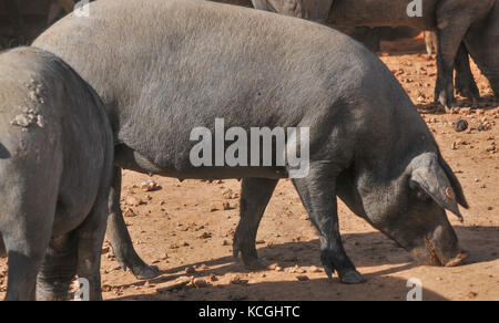 Iberico de Belota Schweine, Extremadura, Spanien Stockfoto