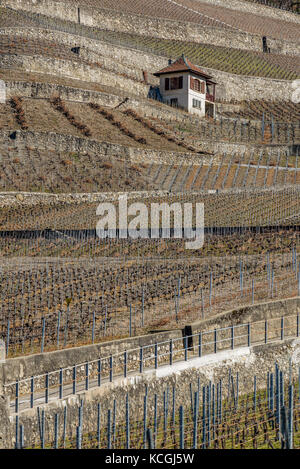 Weinbau von Clos du Rocher, Yvorne, Chablais Waadt, Schweiz Stockfoto