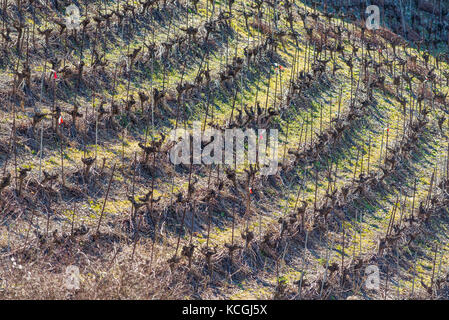 Weinbau von Clos du Rocher, Yvorne, Chablais Waadt, Schweiz Stockfoto