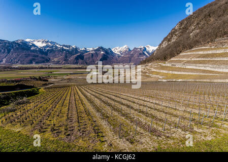 Weinbau von Clos du Rocher, Yvorne, Chablais Waadt, Schweiz Stockfoto