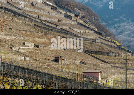 Crosex Grilleé, Weinbau des Chablais, Aigle, Waadt, Schweiz Stockfoto