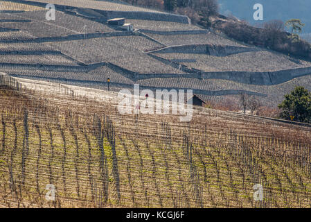 Weinbau von Clos du Rocher, Yvorne, Chablais Waadt, Schweiz Stockfoto