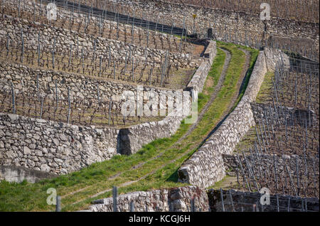 Crosex Grilleé, Weinbau des Chablais, Aigle, Waadt, Schweiz Stockfoto