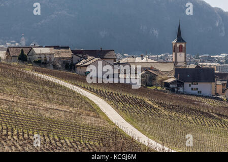 Weinbau von Clos du Rocher, Yvorne, Chablais Waadt, Schweiz Stockfoto