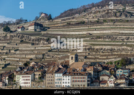 Weinbau von St. Saphorin, Morges, Waadt, Schweiz Stockfoto