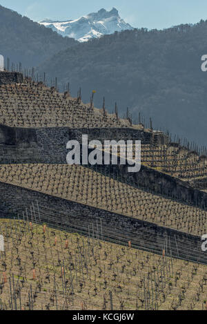 Weinbau des Chablais, Aigle, Waadt, Schweiz Stockfoto