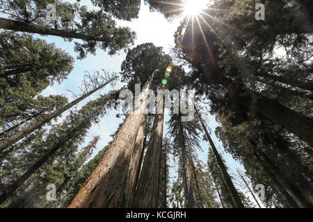 Zu groß grün Sequoia Bäume im Sequoia Nationalpark Stockfoto