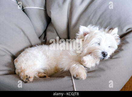 Senior West Highland White Terrier Westie Hund schlafen in einem Bean Bag suchen süß und komfortabel Stockfoto