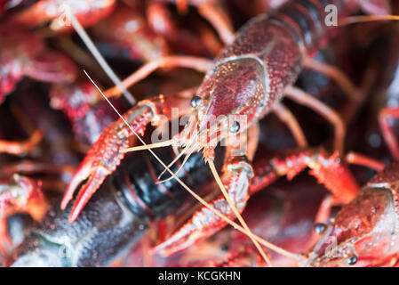 Bündel Leben procambarus clarkii crayfishes Close-up in einem Bas Stockfoto