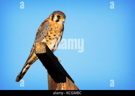 Der amerikanische Kestrel thronte in Woodside Kalifornien Stockfoto