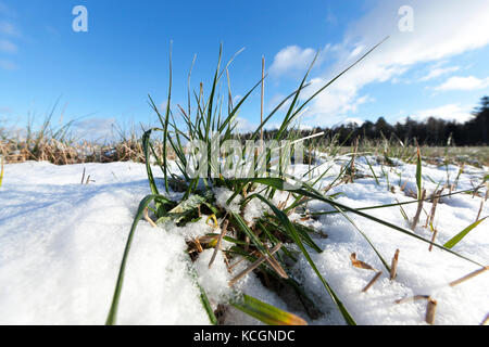 Junge grüne Weizen Blättern im Winter. Fokus in der Mitte des Fotos. close-up. Himmel und Wolken im Hintergrund Stockfoto