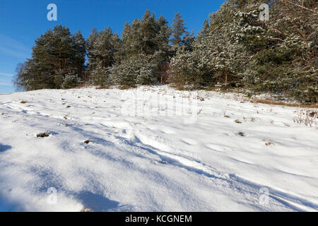 Bäume in einem Wald im Winter. Tannen und Pinien wachsen auf einem Hügel. vor blauem Himmel in der Nähe fotografiert. Stockfoto