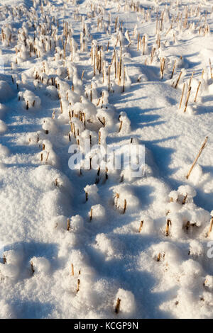 Schnee in der Wintersaison, die nach einem Schneefall erschienen fotografiert. close-up, Stockfoto