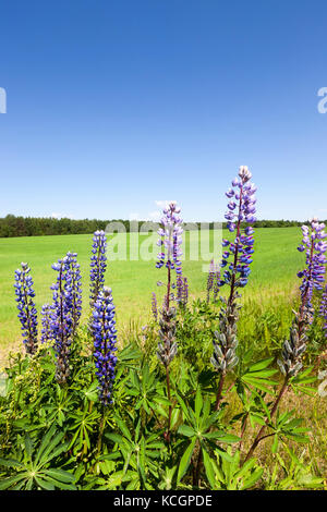 Lila lupin immer am Rande der landwirtschaftlichen Feld, auf denen Weizen angebaut wird. Frühling Landschaft mit blauem Himmel. Stockfoto