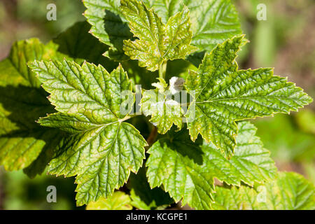 Blätter der schwarzen Johannisbeere im Frühling Garten. Foto eines Close-up der jungen Triebe Stockfoto