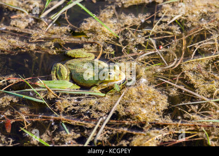 Grüne Frösche, vor Gefahren im schlammigen Wasser, der Sumpf versteckt. Foto close-up, kleine Schärfentiefe Stockfoto