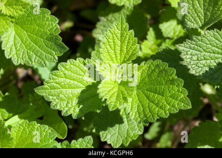 Nahaufnahme eines jungen grünen Pflanzenblattes im Frühjahr. Stockfoto