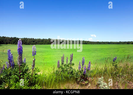 Landschaft Foto Weizenfeld im Frühjahr mit blauem Himmel. Am Rande des Feldes wächst Gras, Unkraut und Blau blühenden Lupinen. Stockfoto