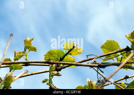 Neue grüne Blätter der Trauben auf ein Weinstock, der Reben in der Nähe fotografiert. Die Anlage im Weinberg wächst. Stockfoto