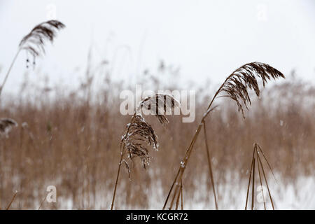 Im Winter des Jahres mit trockenem Gras bedeckt. Schneefall und fallender Schnee werden als Punkte und Streifen betrachtet Stockfoto