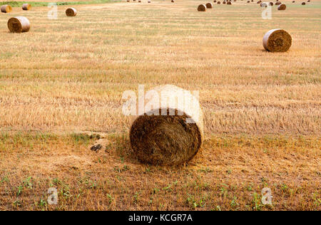Ein Strohhaufen, der nach der Ernte auf einem Mähfeld liegt und bei bewölktem Wetter aus nächster Nähe fotografiert wurde. Das landwirtschaftliche Feld wird nicht durch die s beleuchtet Stockfoto