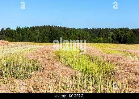 In den Zeilen von Stroh, die nach der Ernte von Raps gedumpten. Foto auf den landwirtschaftlichen Bereich im Sommer nach der Ernte. Landschaft mit blauem Himmel und Stockfoto