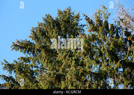 Tannenzapfen auf dem Baum gegen den blauen Himmel im Wald. Nahaufnahme. Stockfoto