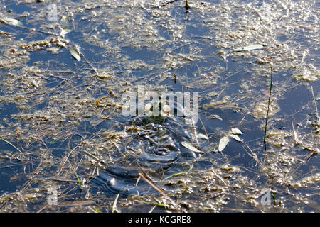 Ein kleiner Frosch beim Quaken mit Aufgeblähten weissen Säcken. Die Zeit der Paarung. foto Close-up im Frühjahr Stockfoto