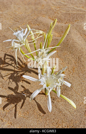 Pancratium maritimum oder Meer Daffodil Stockfoto