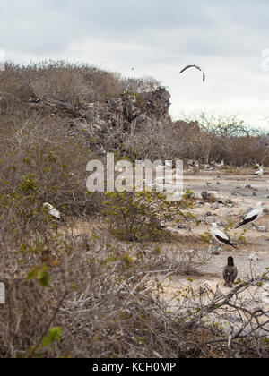 RED FOOTED BOOBYS AUF BARTOLOME INSEL - GALAPAGOS, ECUADOR Stockfoto