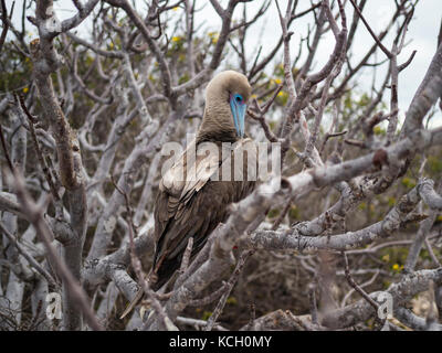 RED FOOTED BOOBYS AUF BARTOLOME INSEL - GALAPAGOS, ECUADOR Stockfoto