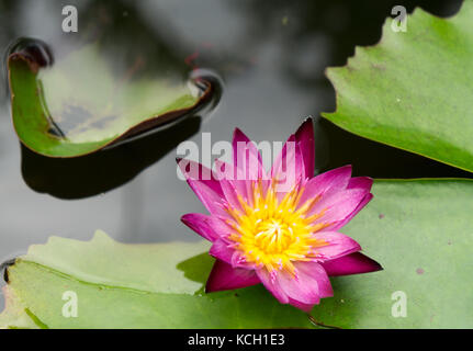 Seerose in einem Garten in yungkhao Stockfoto