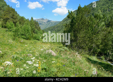 Schöne Wiese mit Blumen in den Pyrenäen Andorra. Stockfoto