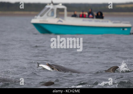 Großer Tümmler (Tursiops truncatus) Essen ein Fisch im Moray Firth mit einem Dolphin Watching Boot im Hintergrund, Chanonry Point, Schottland, Großbritannien Stockfoto