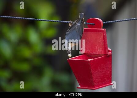 Eurasischen Kleiber (Sitta europaea), Erhalten der Nahrung aus einem roten Kasten hängen an einem Seil Stockfoto