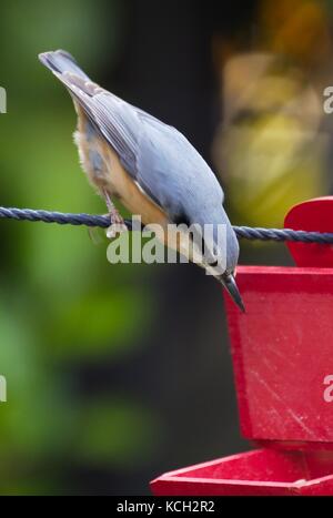 Eurasischen Kleiber (Sitta europaea), Erhalten der Nahrung aus einem roten Kasten hängen an einem Seil Stockfoto