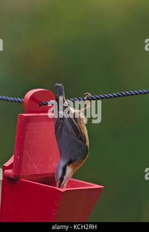 Eurasischen Kleiber (Sitta europaea), Erhalten der Nahrung aus einem roten Kasten hängen an einem Seil, Leiter Motion verschwommen Stockfoto