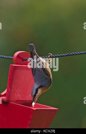 Eurasischen Kleiber (Sitta europaea), Erhalten der Nahrung aus einem roten Kasten hängen an einem Seil Stockfoto