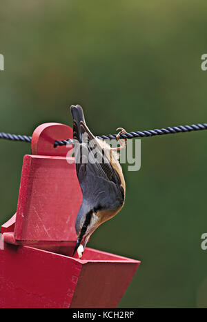 Eurasischen Kleiber (Sitta europaea), Erhalten der Nahrung aus einem roten Kasten hängen an einem Seil Stockfoto