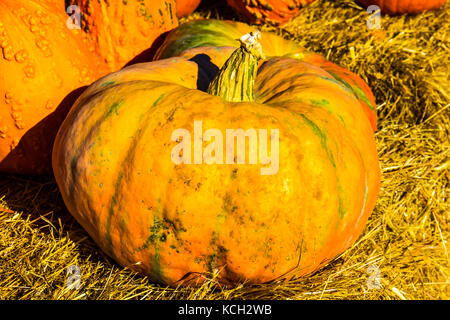 Halloween Kürbis im Morgenlicht Stockfoto