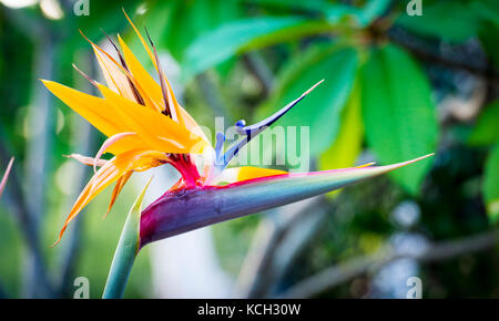 Paradiesvogelpflanze (Strelitzia reginae) In voller Blüte im tropischen Garten Stockfoto