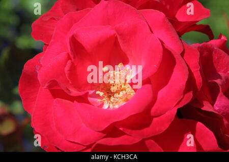 In der Nähe von red rose in einem Garten im Sommer Stockfoto