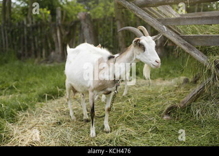 Ziegenfamilie, die in der Nähe von Weide auf dem Gras steht Stockfoto