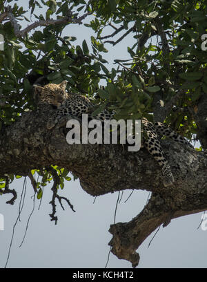 Leoparden sind nachtaktiv, steigen in großen Bäumen und das Tageslicht verbringen Stunden dösen. Manchmal werden Sie Ihre neuesten aufholen, ziehen Sie den Baum. Stockfoto