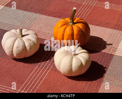 Drei kleine Kürbisse, zwei weiße und eine Orange auf einem Tisch mit einem karierten Tischtuch im Sonnenlicht Stockfoto
