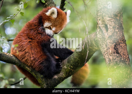 Red Dwarf chinesischen Panda Stockfoto