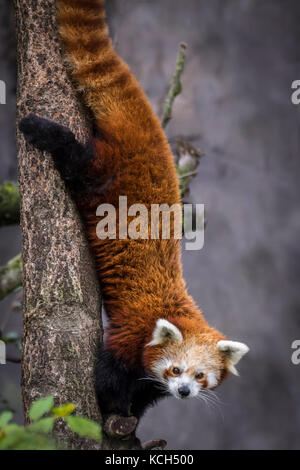 Red Dwarf chinesischen Panda Stockfoto