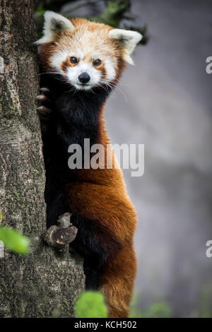 Red Dwarf chinesischen Panda Stockfoto